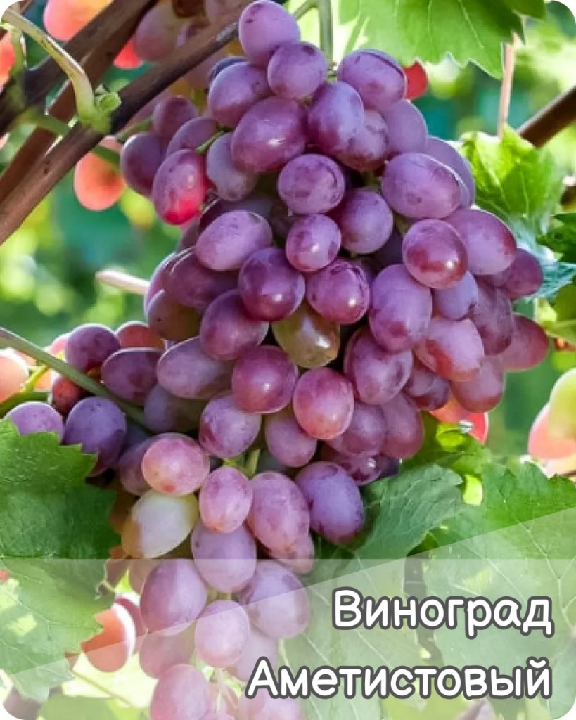 Виноград Аметистовый