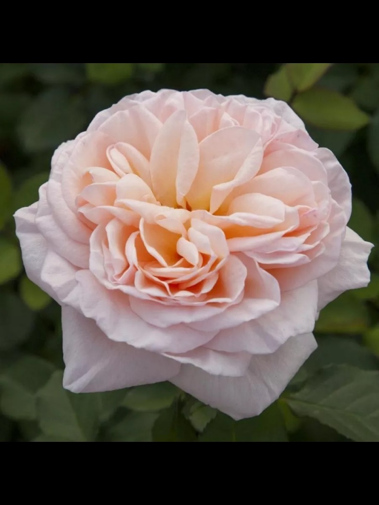  Роза чайно-гибридная Александрин