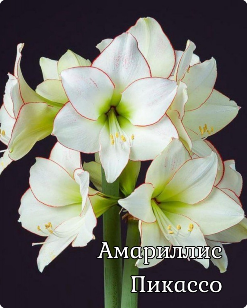 Амариллис Пикассо