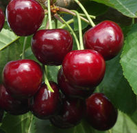 Саженцы черешни «Гронковая»