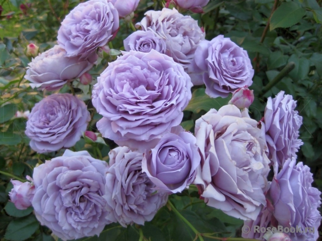 Роза флорибунда Новалис