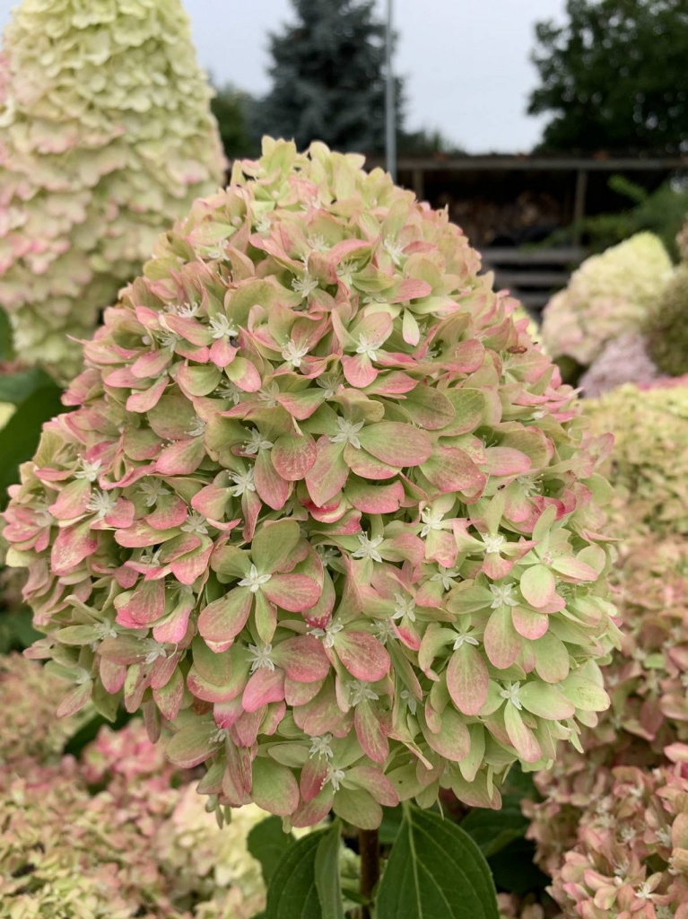 Гортензия метельчатая Пиксио