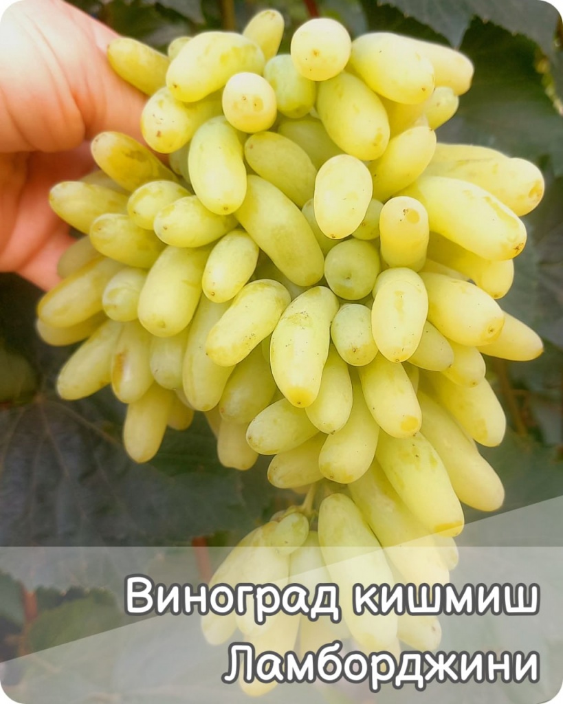 Виноград Ламборджини Кишмиш