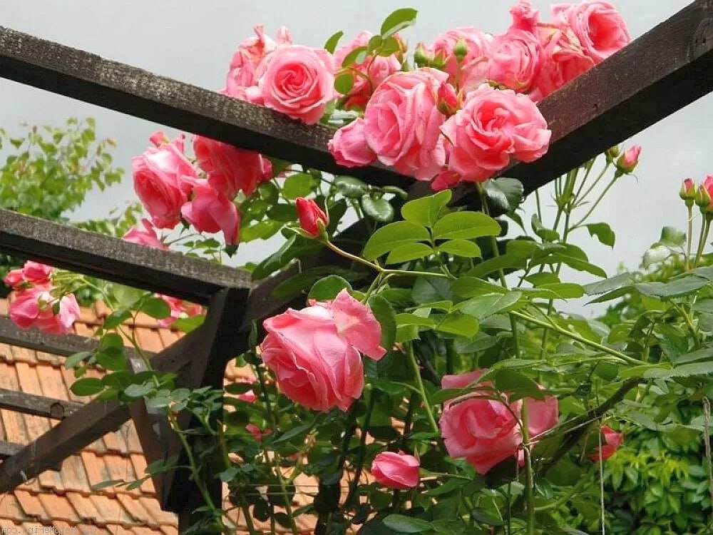 Роза плетистая Лавиния