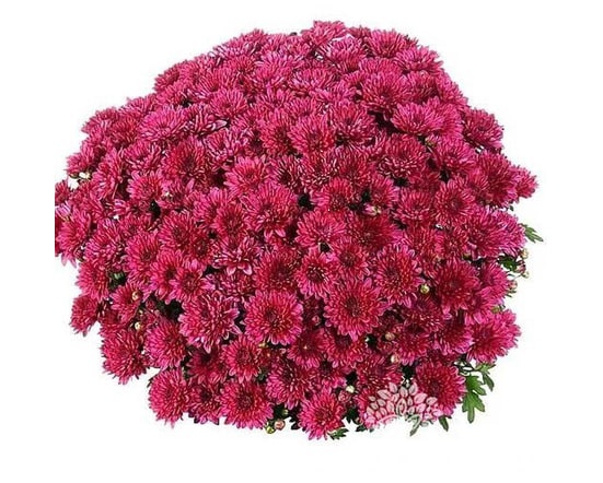 Хризантема Elated Purple (№74)