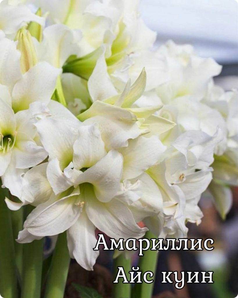 Амариллис Айс Куин