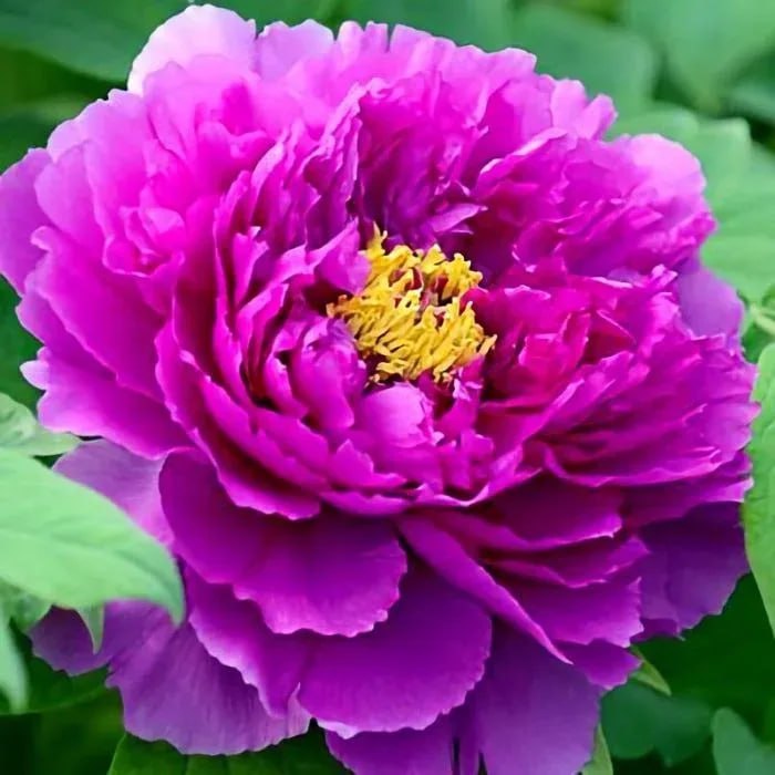 Пион древовидный (привитый на пион травянистый) Дак Блэк-Пёпл