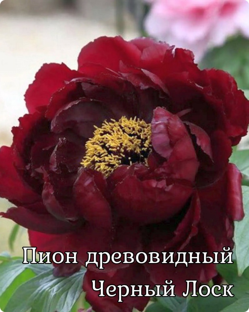 Пион древовидный (привитый на пион травянистый) Черный Лоск