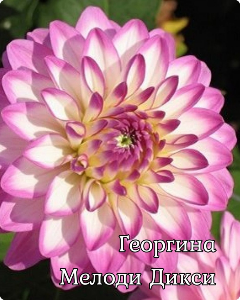 Георгина Мелоди Дикси