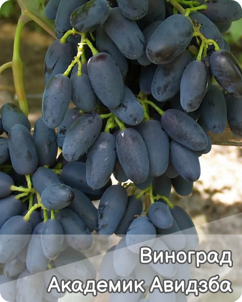 Виноград Академик Авидзба