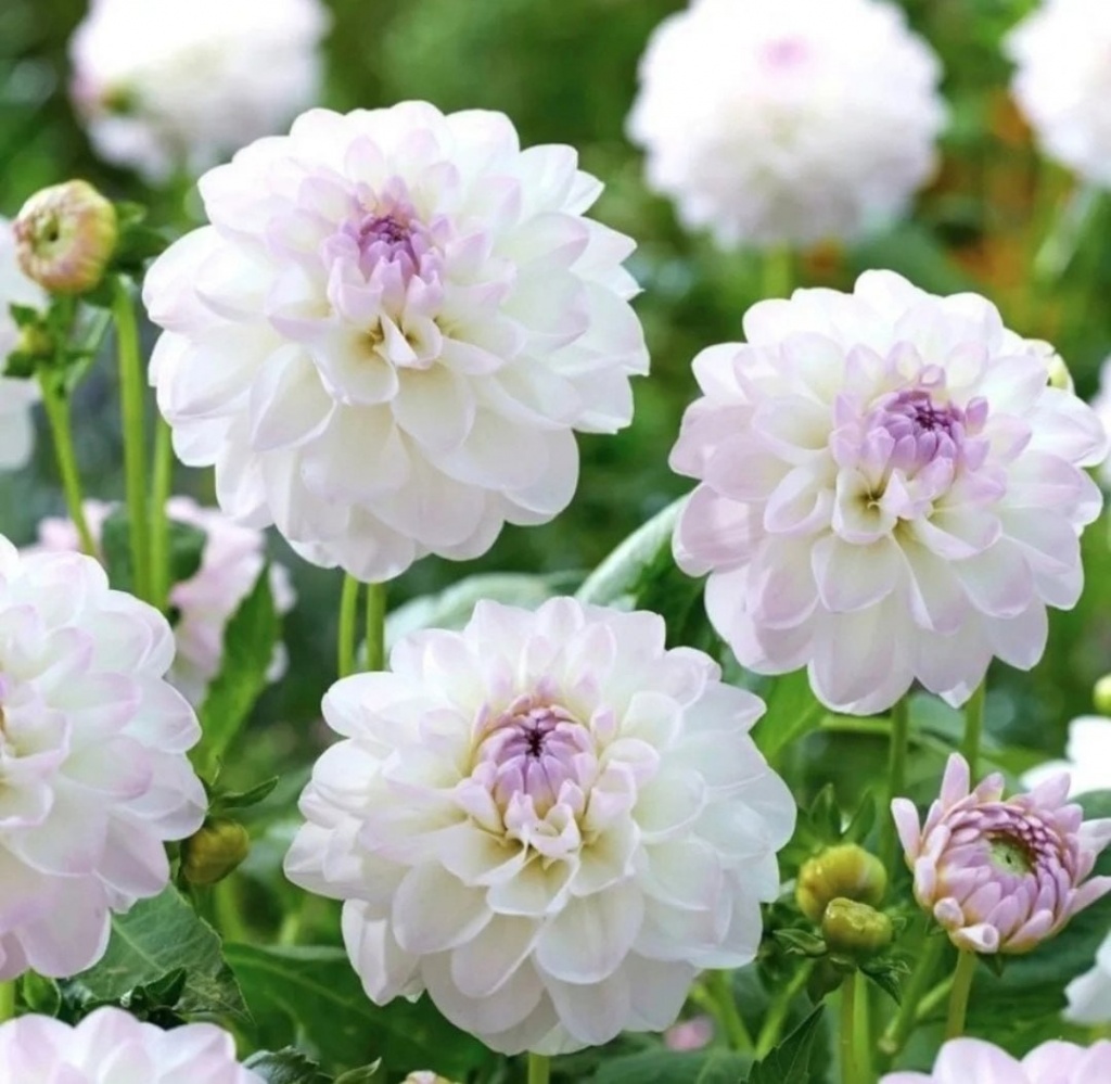 Георгина Эвелин