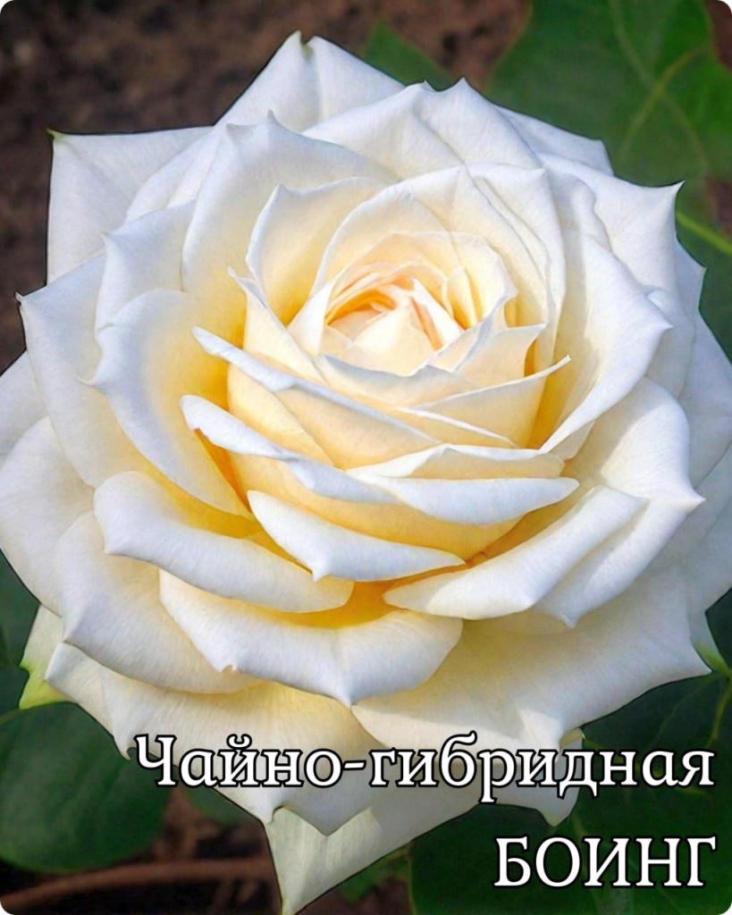 Роза чайно-гибридная Боинг