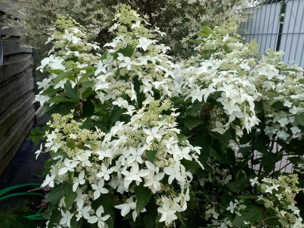 Гортензия метельчатая Мэджикал Старлайт