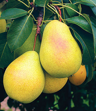 Саженцы груши «Чижовская»