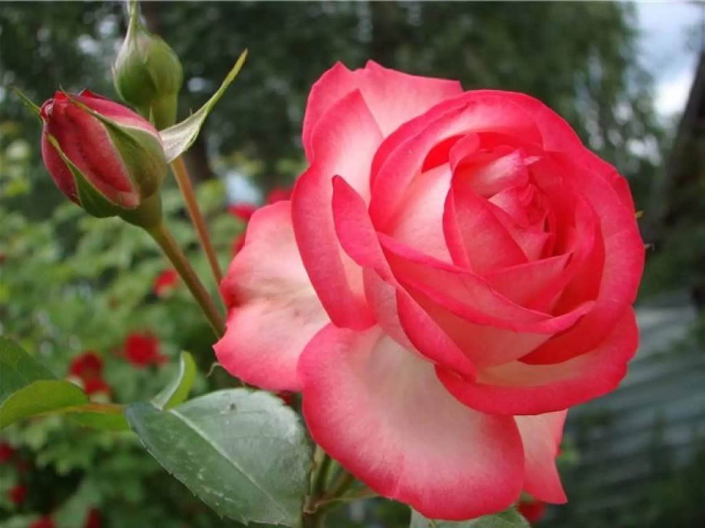 Роза плетистая Антик