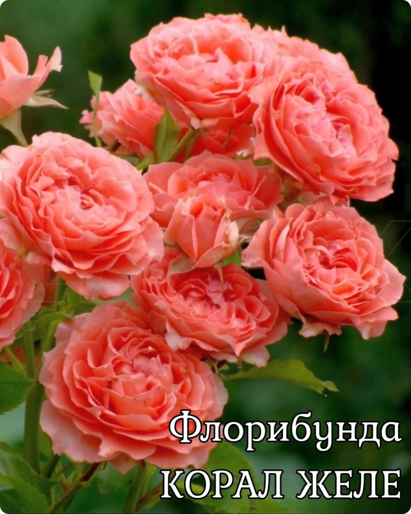 Роза флорибунда Корал Желе