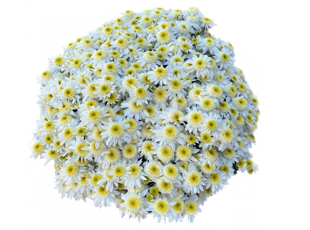 Хризантема Sunbeam off White (№56)