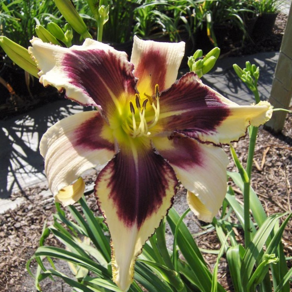 Лилейник Айд Твистер