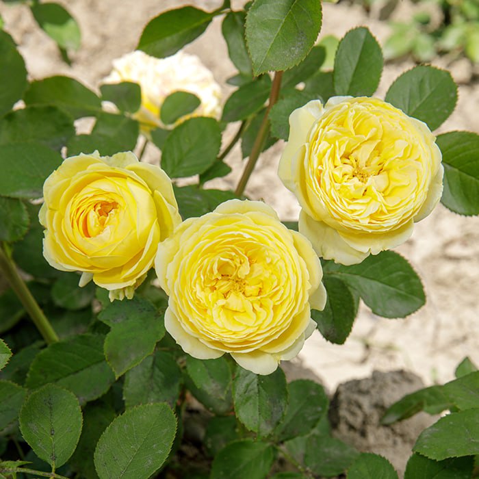 Роза Каталина