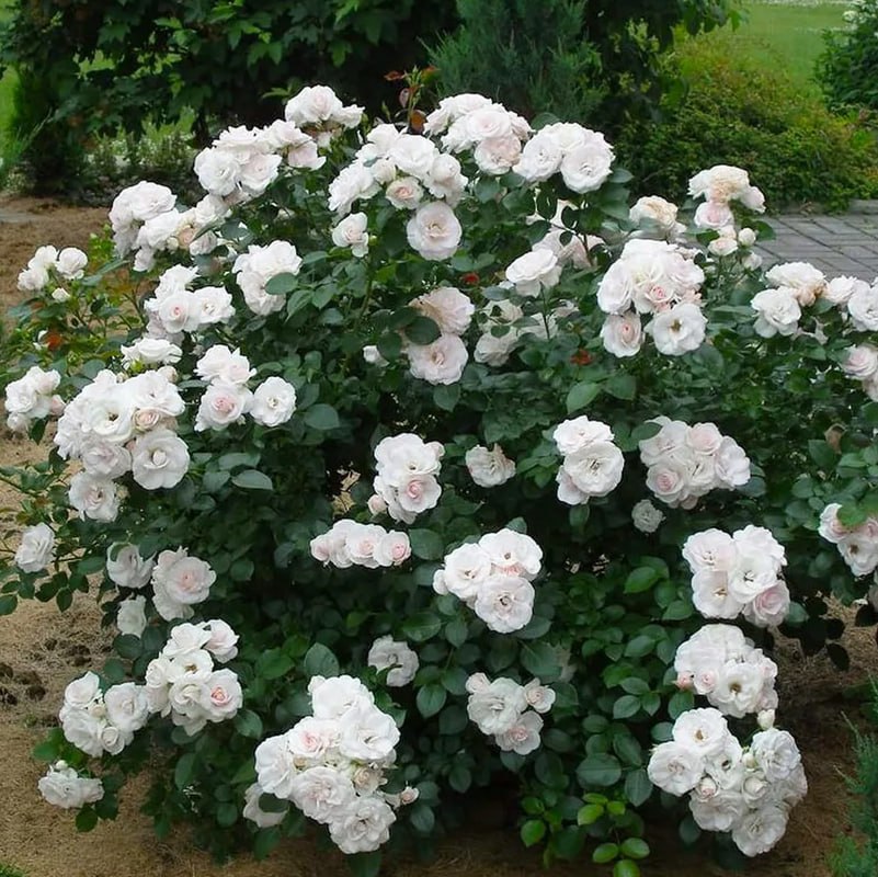 Роза флорибунда Аспирин