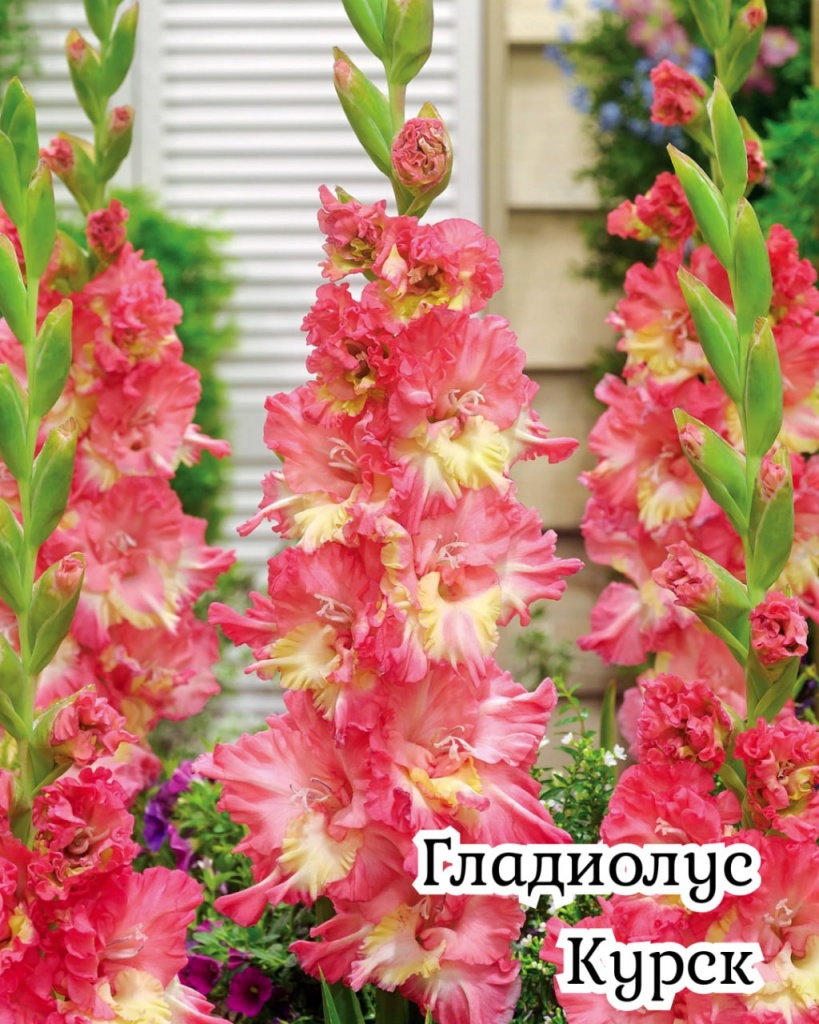 Гладиолус Курск