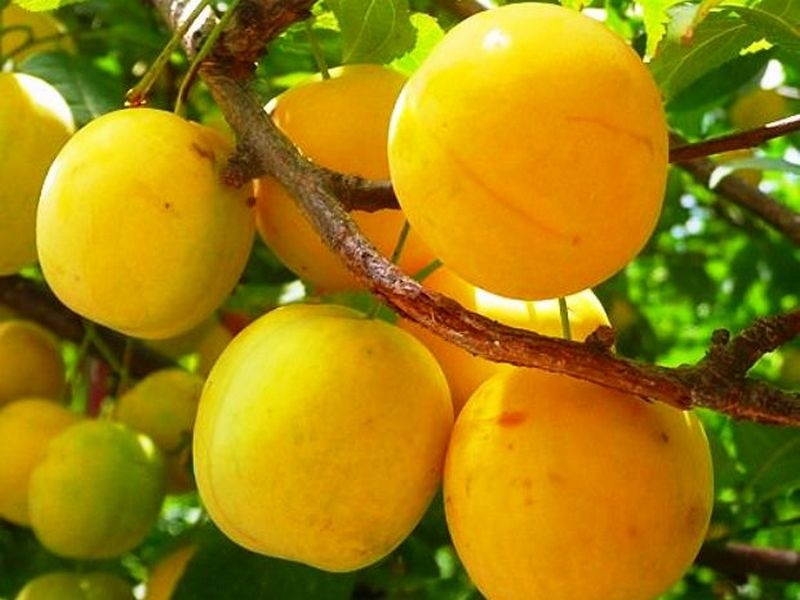 Саженцы сливы «Вашингтон»