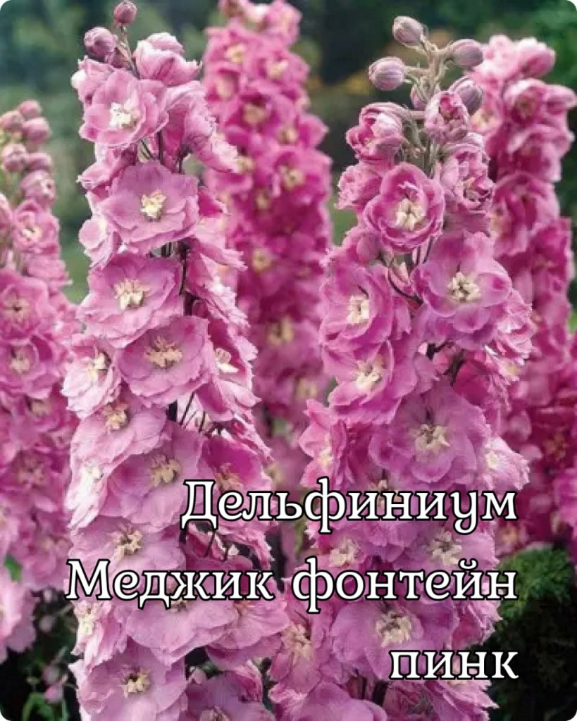 Дельфиниум Меджик Фонтейн Пинк