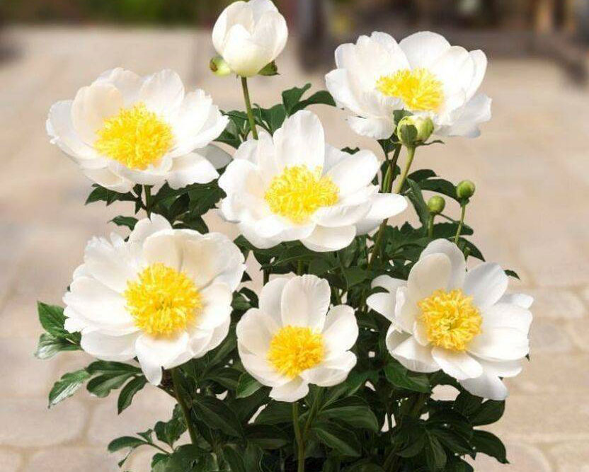 Пион Дублин