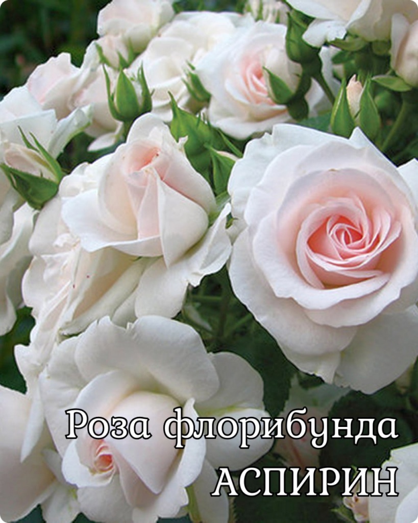 Роза флорибунда Аспирин