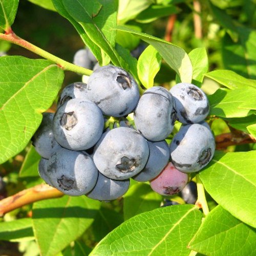 Голубика Цукер Траубе