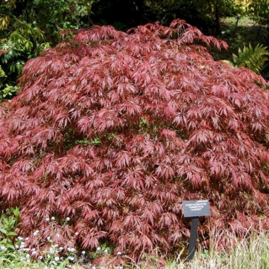 Клен Роял Гарнет