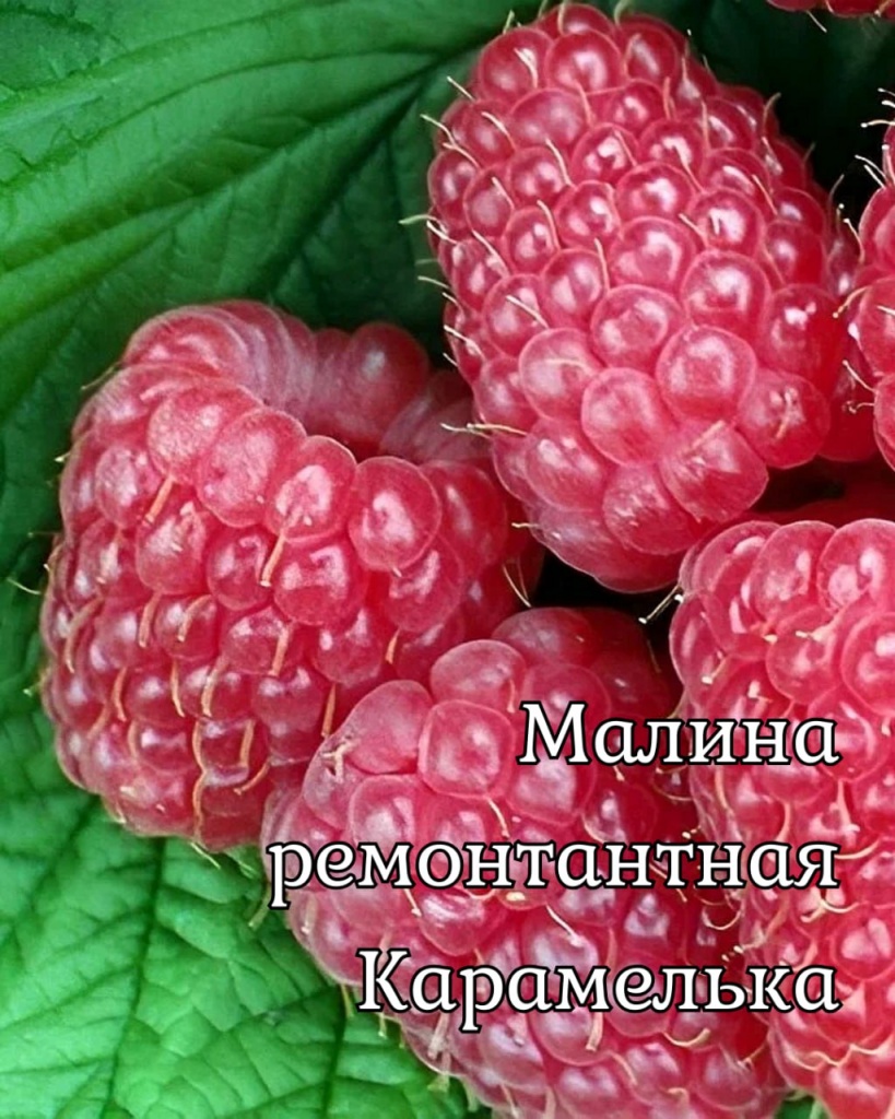 Малина ремонтантная Карамелька