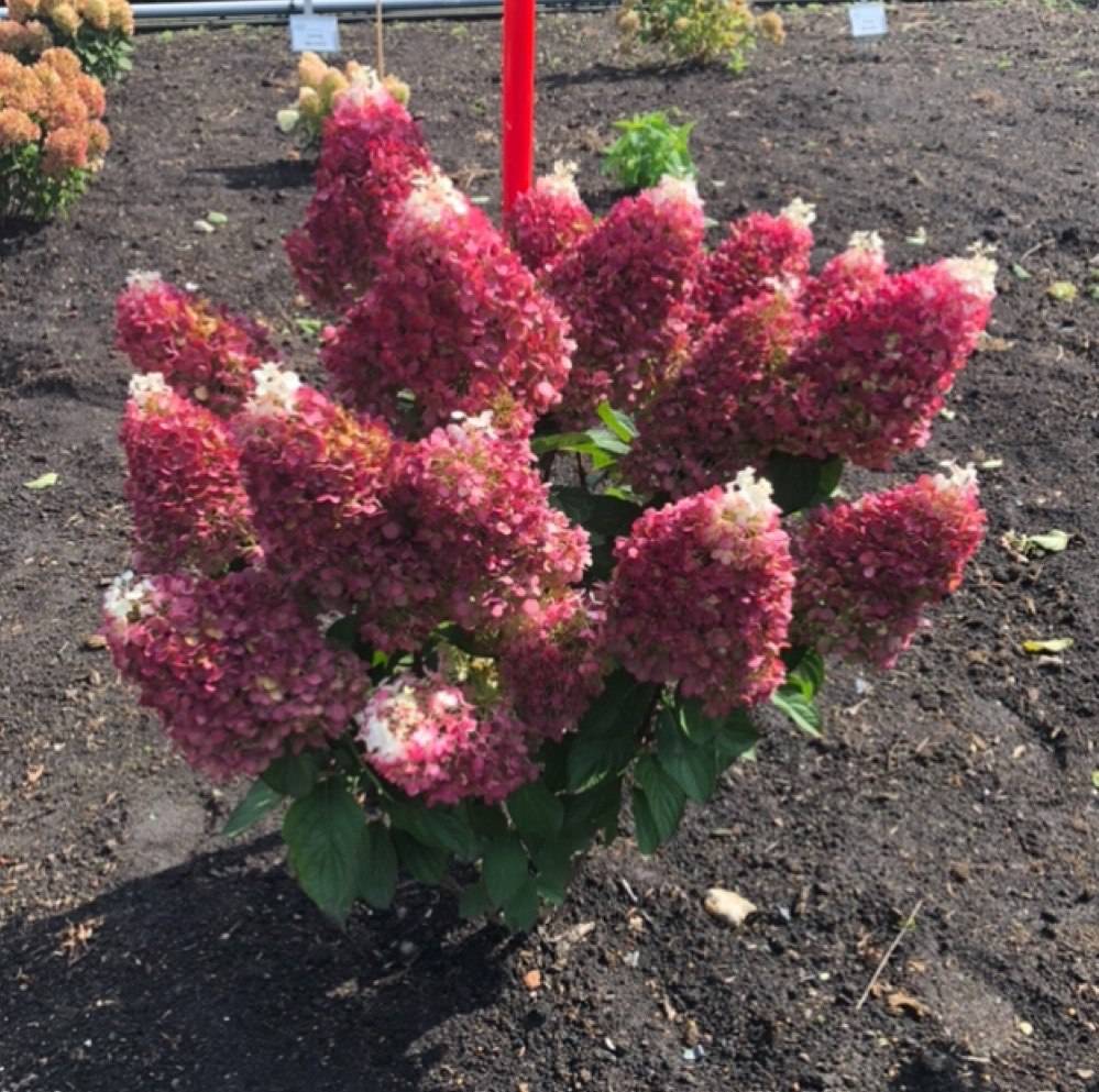 Гортензия метельчатая Ред Вельвет (Индиан Саммер)