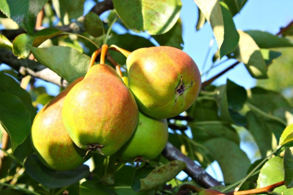 Саженцы груши «Купала»