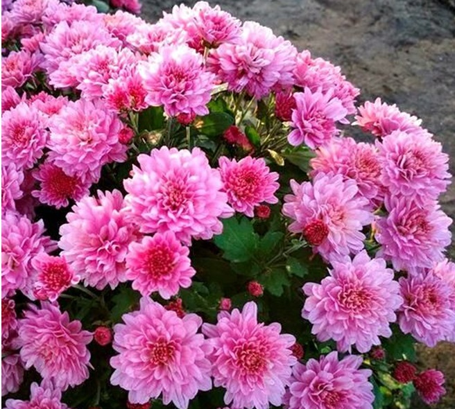 Хризантема Paularo Pink (№15)