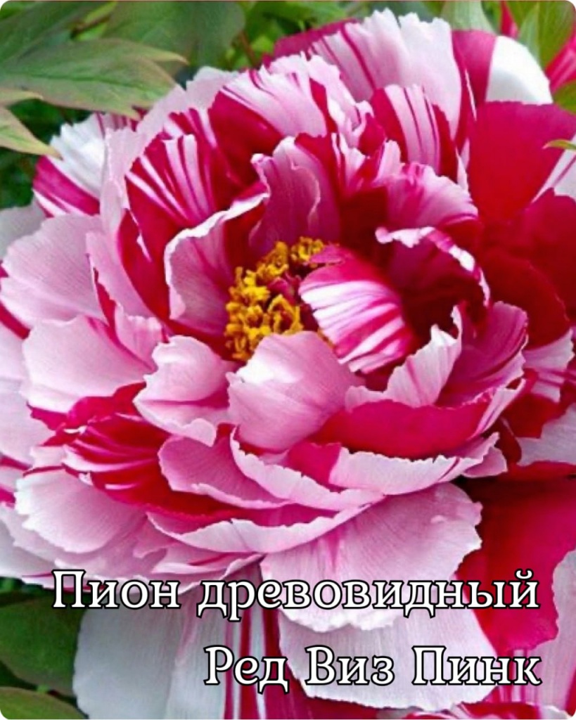 Пион древовидный (привитый на пион травянистый) Ред Виз Пинк