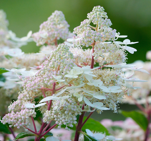 Гортензия метельчатая Эрли Гарри