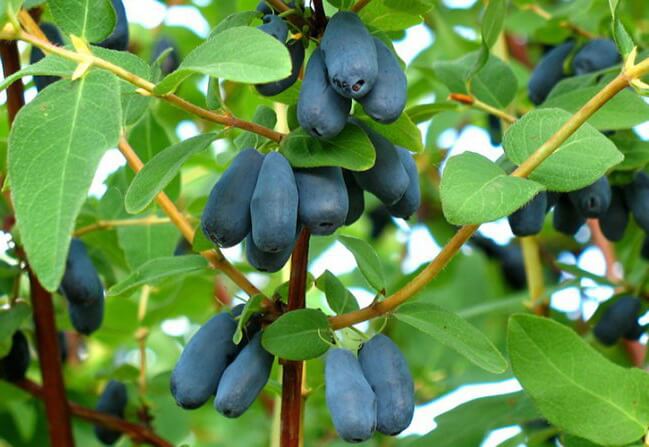 Жимолость Синеокая