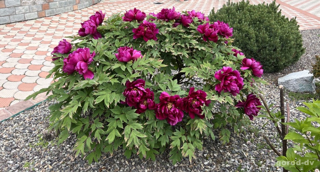 Пион древовидный (привитый на пион травянистый) Черный Лоск