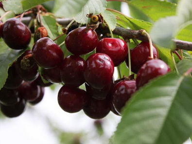 Саженцы черешни «Сюбаровская»