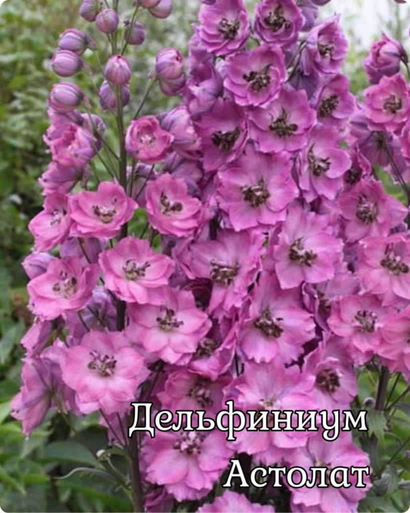 Дельфиниум Астолат