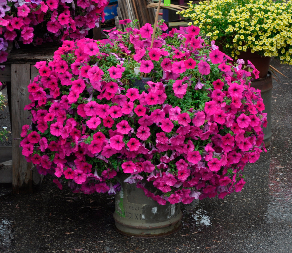 Петуния ПЁРПЛ ФЛОУ