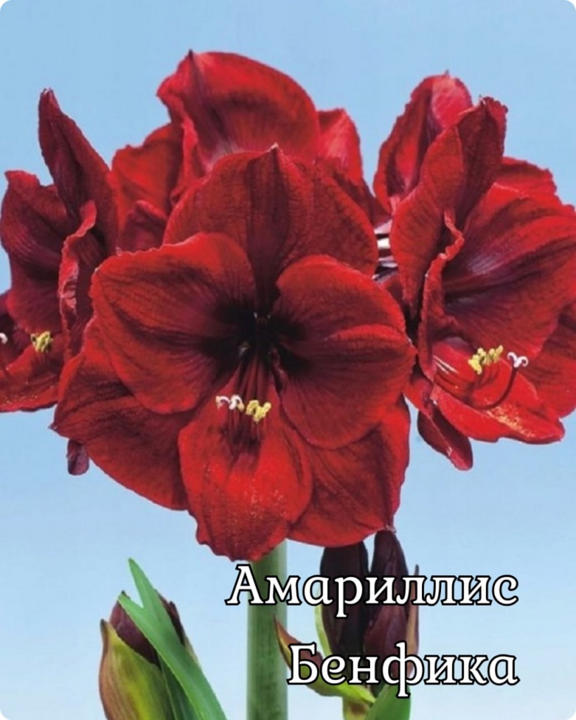 Амариллис Бенфика