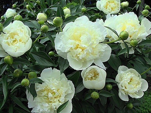 Duchesse de Nemours (Пион)