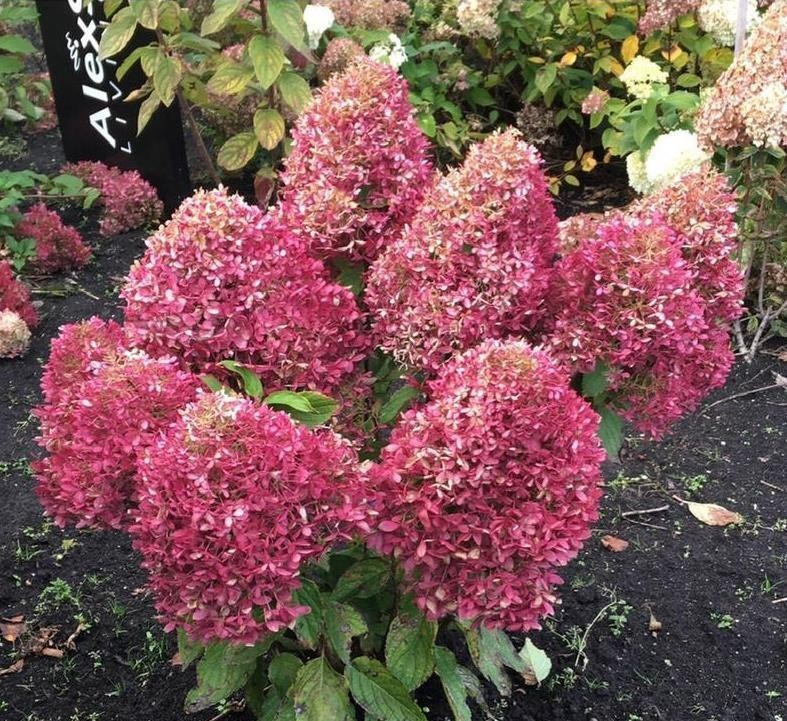 Гортензия метельчатая Роял Флауэр 