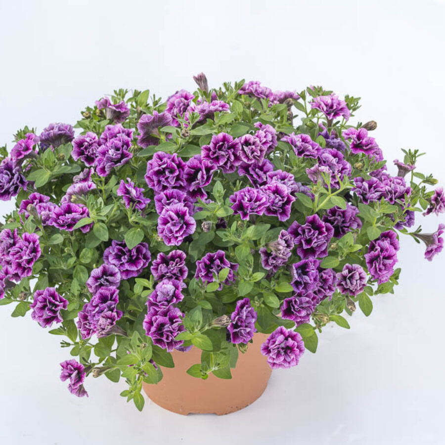 Потуния "Double Sugar Plum"