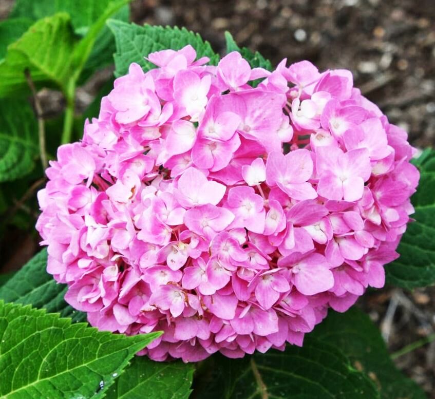 Гортензия крупнолистная Мини Пенни