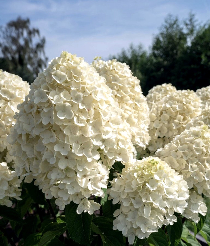 Гортензия метельчатая Саммер Сноу