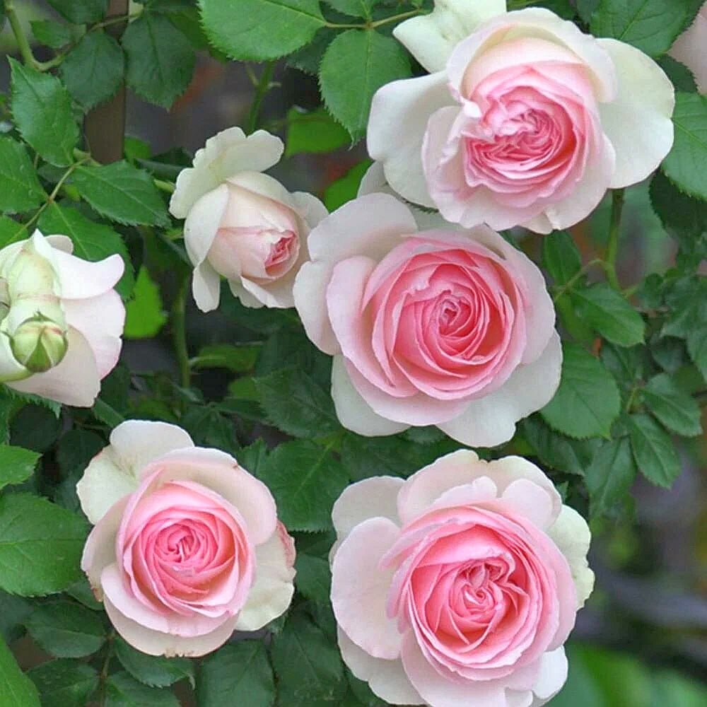 Роза плетистая Пьер Де Ронсар