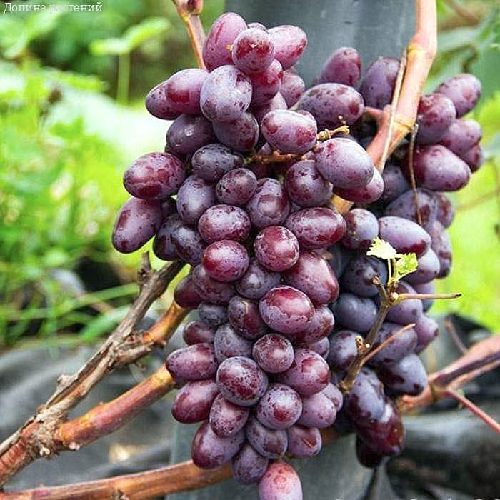 Виноград Эталон